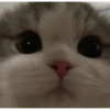 Gatos cura depresión 7