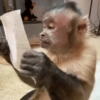 George Monkey🐒🐒 24