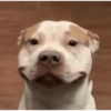 PERRITOS CURA DEPRESIÓN🐶😎😎 9
