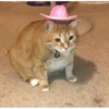 Gatos cura depresión 10