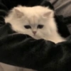 MEMES GATITOS 8😍 13