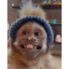 George Monkey🐒🐒 14