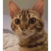 Gatos Cura depresión😽😽😽😎😎 7