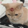 Gatos Cura Depresión😽😎 6