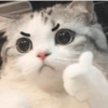 Kucing Random 16