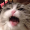 Cat memes 9