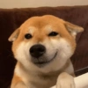 Modo Shiba Inu❤️🐶 6