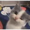 Gatos Cura depresión😽😽😽😎😎 9