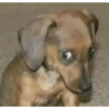 PERRITOS CURA DEPRESIÓN🐶😎😎 7
