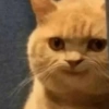 Cat memes 8