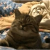 Gatos Cura depresión😽😽😽😎😎 12