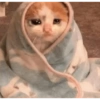 Gatos cura depresión 5