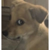 PERRITOS CURA DEPRESIÓN🐶😎😎 14