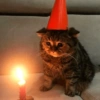 GATITOS RANDOMM 12