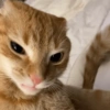 GATITOS RANDOMM 15