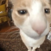 Cat memes 11