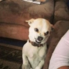 🐶 Reacciones Perrunas 😂 21