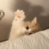 MEMES GATITOS 8😍 8