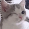 MEMES GATITOS 8😍 10