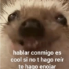 hablar conmigo es cool si no t hago reír te hago enojar