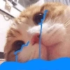 Kucing Random 12