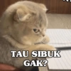 TAU SIBUK
GAK?