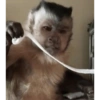 George Monkey🐒🐒 10