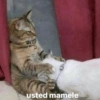 alie ti
usted mamele