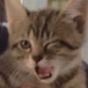 Cat memes 6