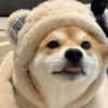 Modo Shiba Inu❤️🐶 10