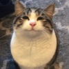 GATITOS RANDOMM 13