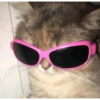 GATITOS RANDOMM 6