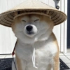 Modo Shiba Inu❤️🐶 16