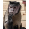 George Monkey🐒🐒 11