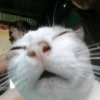 Gatos Cura depresión😽😽😽😎😎 5