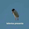 televisa presenta