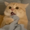 Kucing Random 19