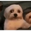 PERRITOS CURA DEPRESIÓN🐶😎😎 13