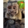 George Monkey🐒🐒 6