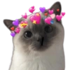 ✨🐱Michis🐱✨ 13