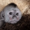 Macaquinhos 🥰 6