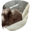 Osilickers 5