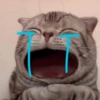 Reações, gatinhos e memes 10