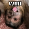 Willl