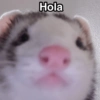 Hola