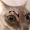 Reações, gatinhos e memes 14