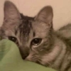 Ekspresi Kucing 6