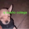 q sueño colega