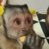 Macaquinhos 🥰 7