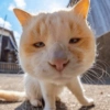 Ekspresi Kucing 8